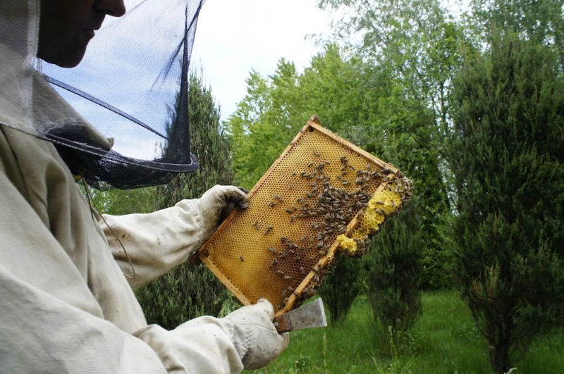Wielki Dzień Pszczół. Dlaczego są tak cenne dla środowiska?